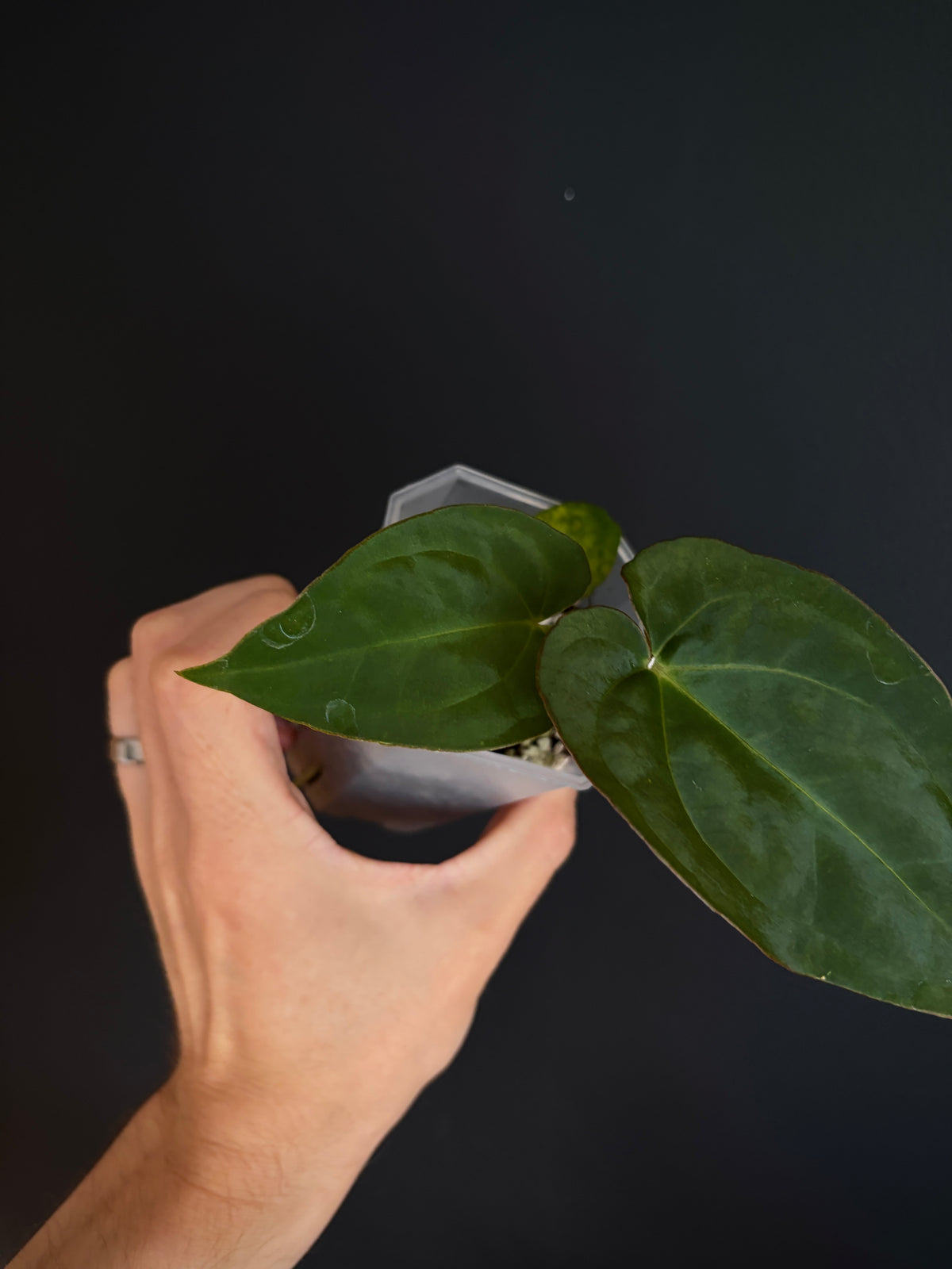 Anthurium Papillilaminum X-one X Flamingo Bird | 6 cm pot