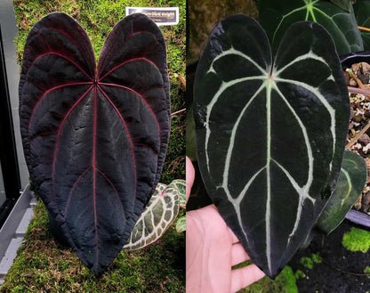 Anthurium Dark Knight X Carlablackiae | 7 cm pot