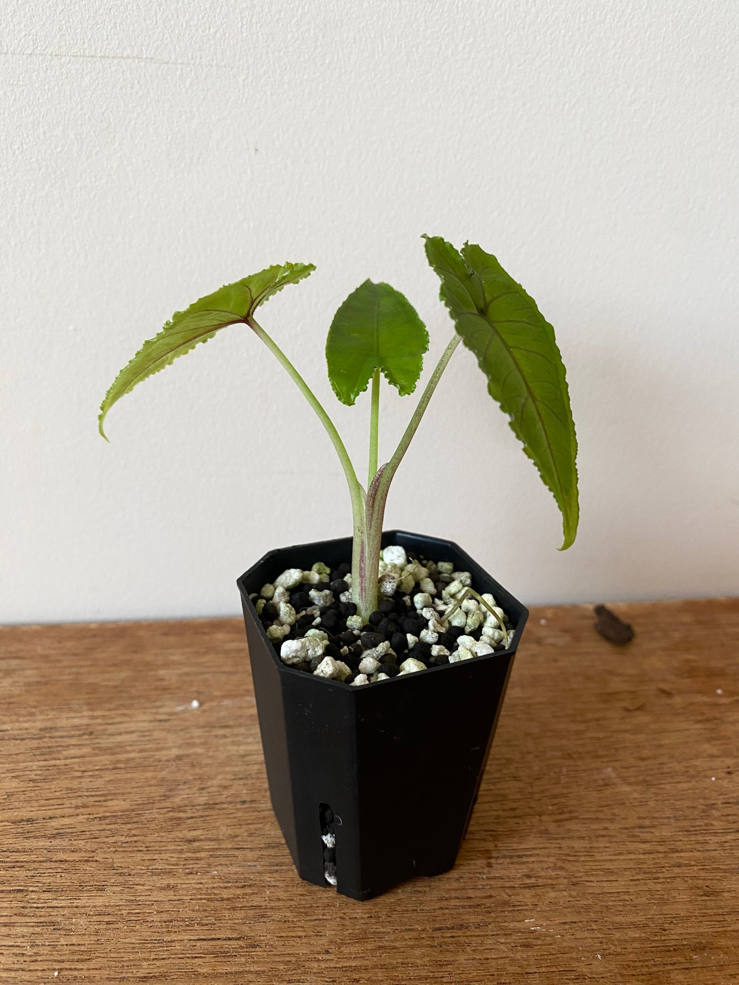 Alocasia Olanii | 5 cm pot [D]