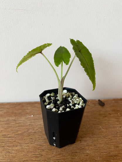 Alocasia Olanii | 5 cm pot [D]