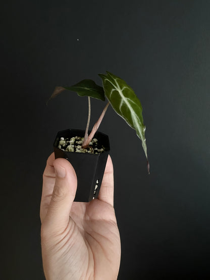 Alocasia Venom | 5 cm pot