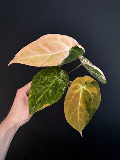 Anthurium PapCrystal var X Papillilaminum | 7 cm pot
