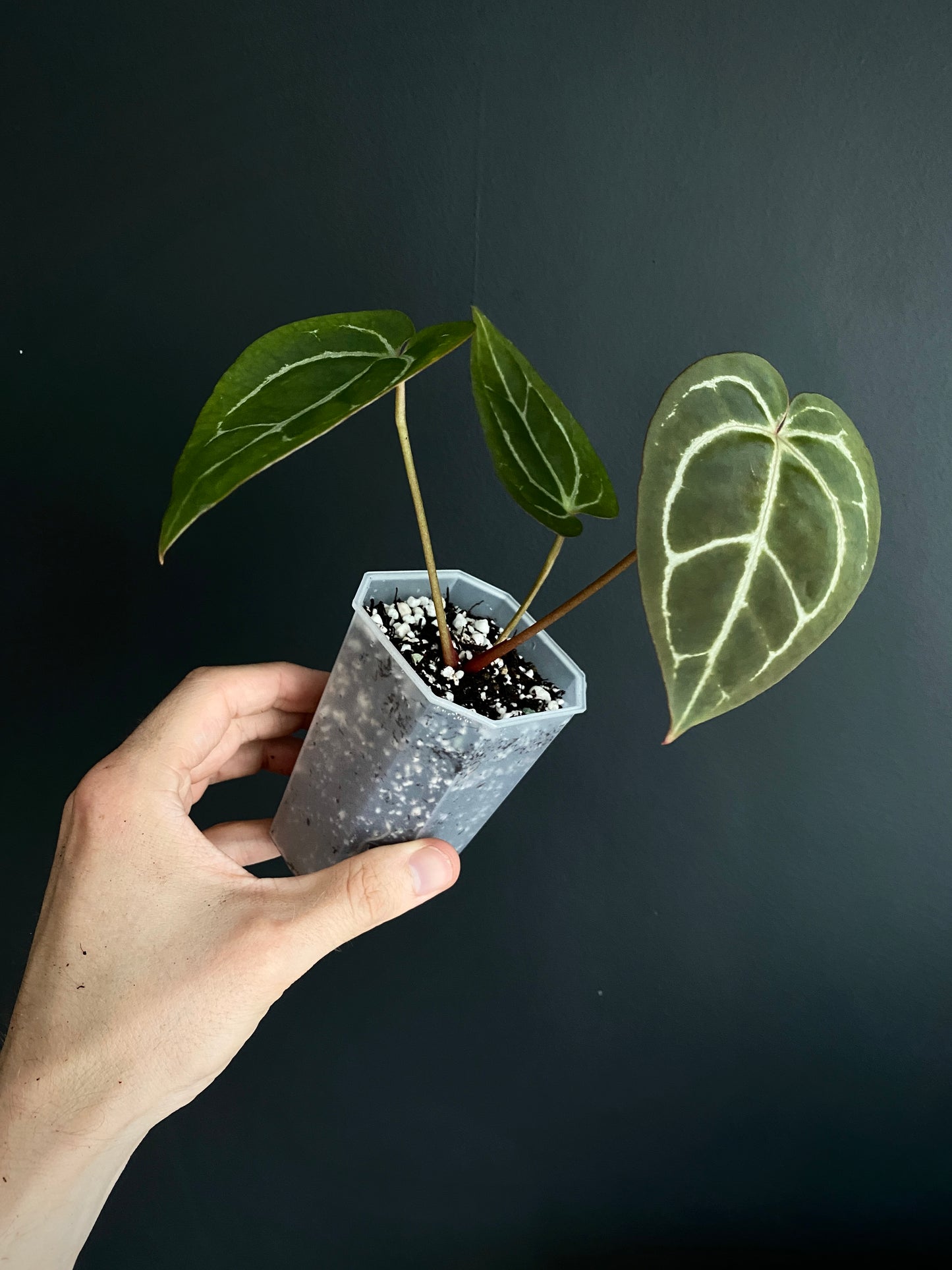 Anthurium Minahasa X (Michelle x Zara x AOS) | 7 cm pot