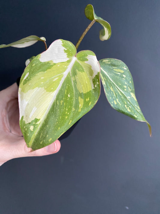 Philodendron Gloriosum variegated [tricolor/type 2] | 7 cm pot