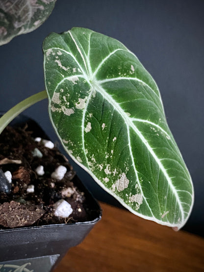 Alocasia Black Velvet Pink variegata | 7 cm pot (D)
