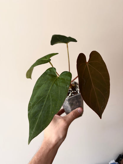 Anthurium (DoraBVEP x RLFS) X BVEP (Round x RA1) | 7 cm pot