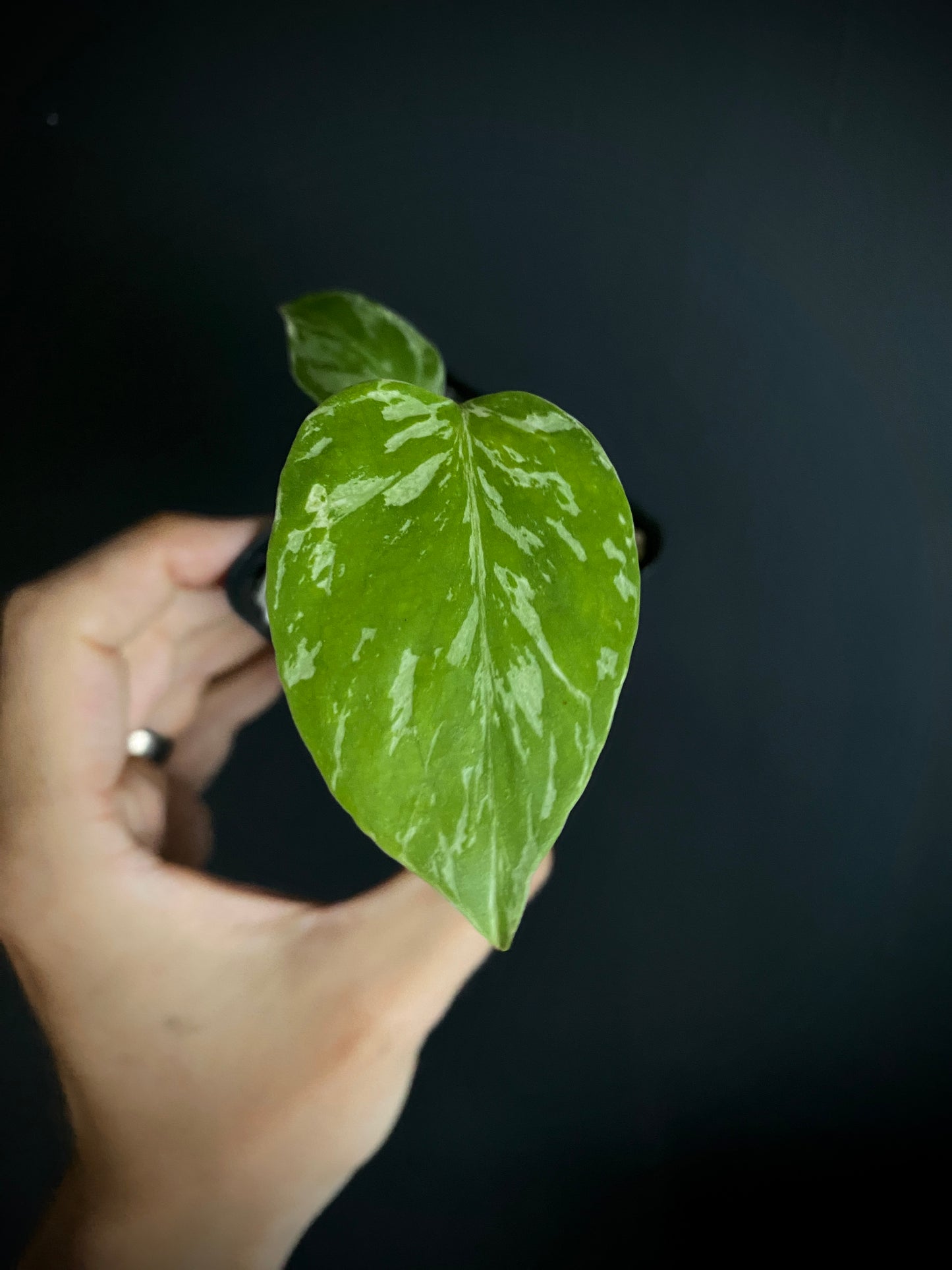 Monstera Deliciosa Bulbasaur | 6 cm pot [B]