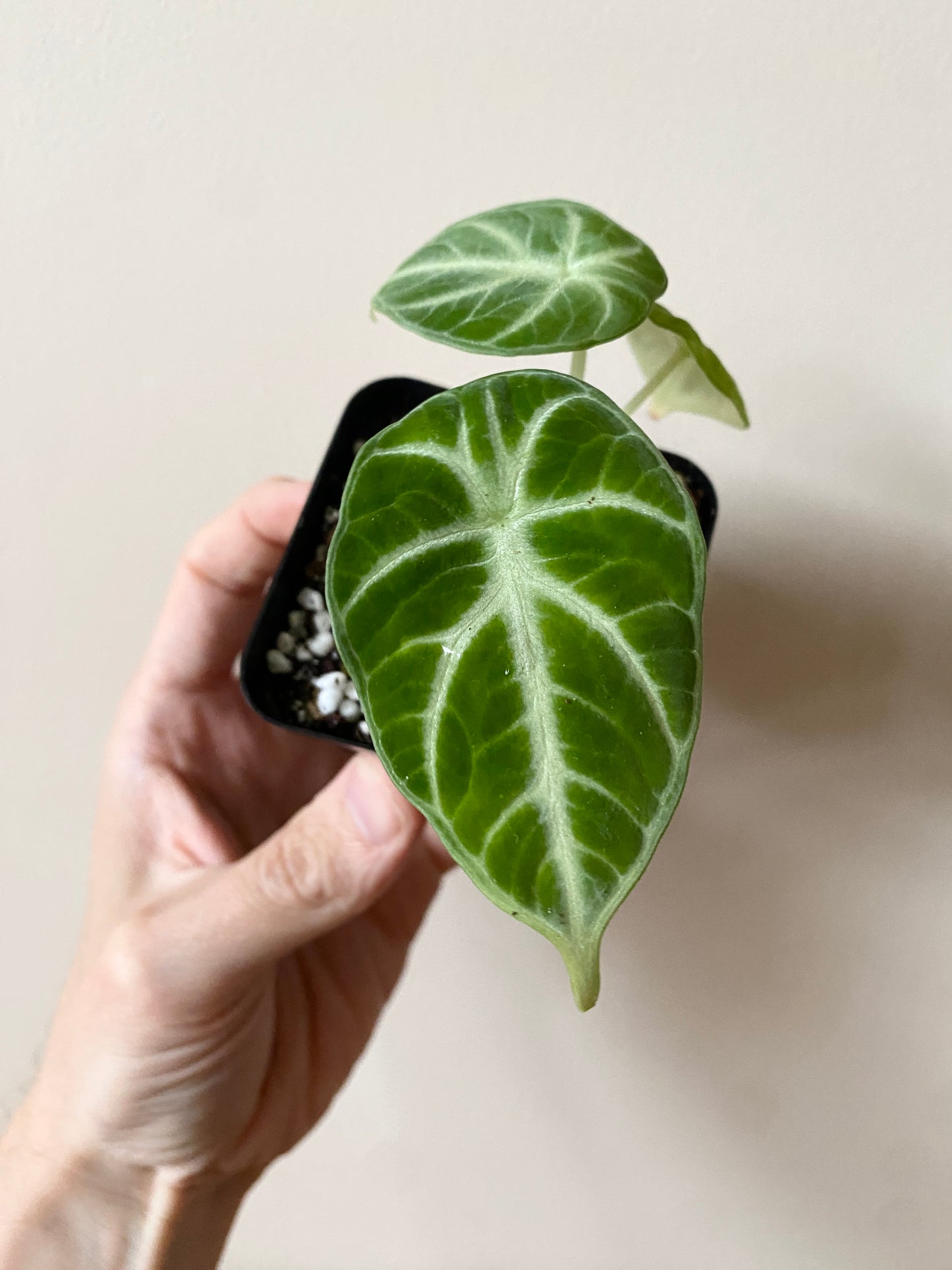 Alocasia Ninja | 7 cm pot