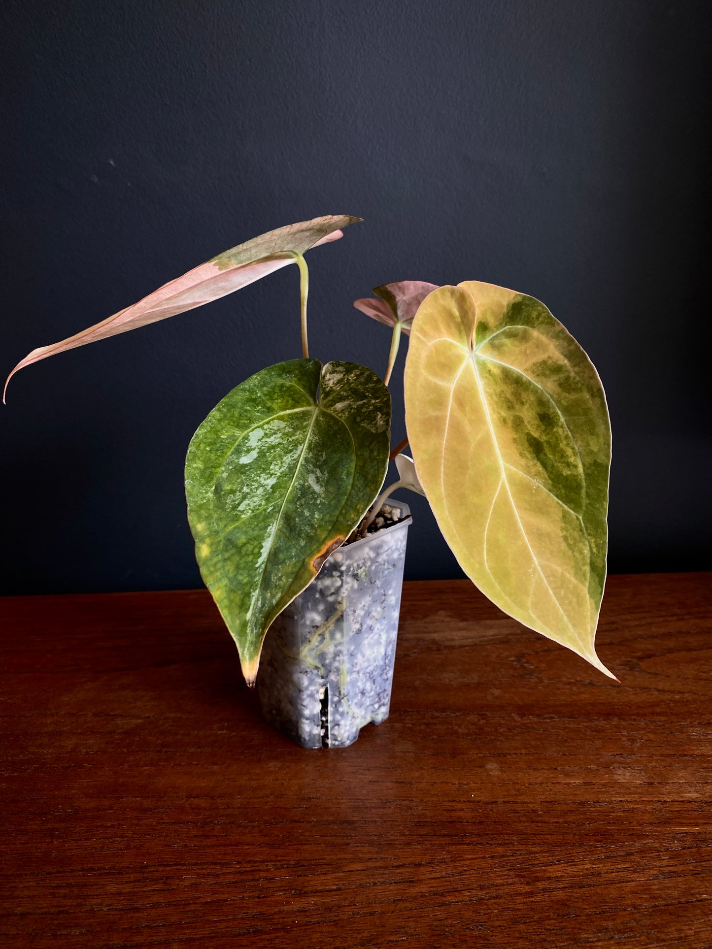Anthurium PapCrystal var X Papillilaminum | 7 cm pot