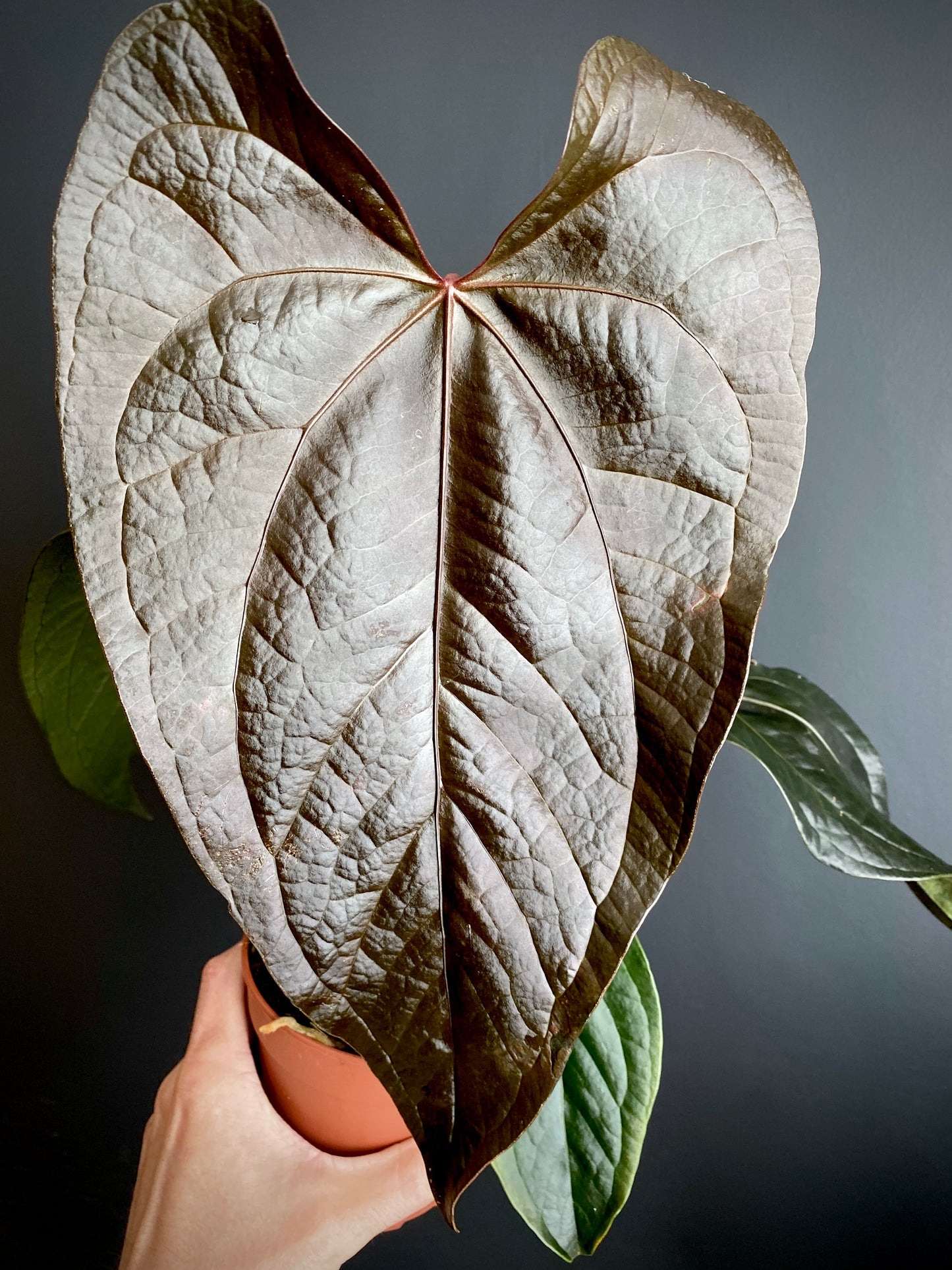 Anthurium Queen of Hearts | 12 cm pot (B)