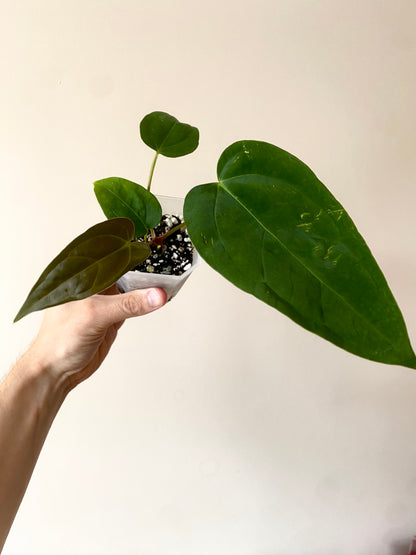 Anthurium Subsignatum (velvety) X Carlablackiae | 7 cm pot [B]