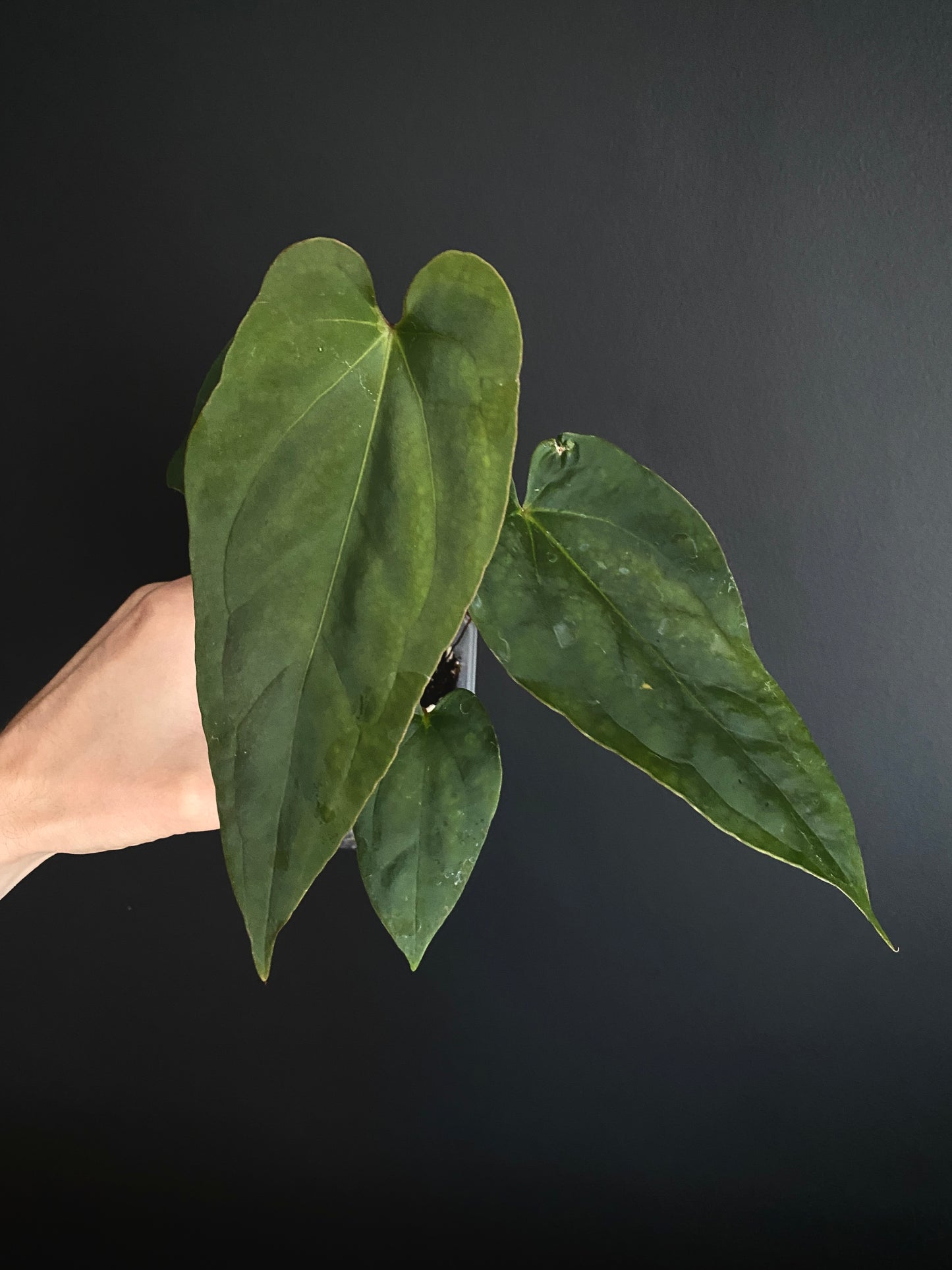 Anthurium Golden Eagle X BVEP (R.FxF) | 7 cm pot [B]