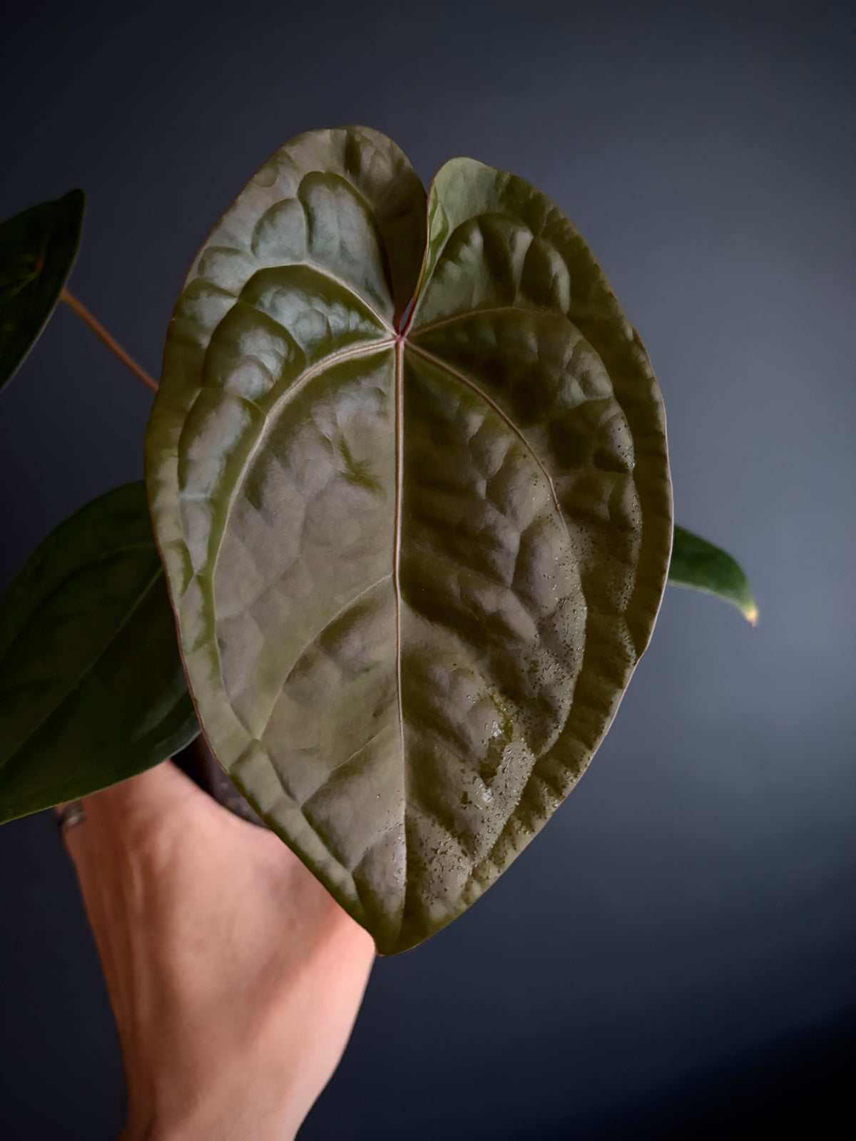 Anthurium DB Red Crystallinum X Luxurians | 9 cm pot