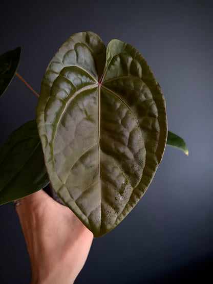 Anthurium DB Red Crystallinum X Luxurians | 9 cm pot