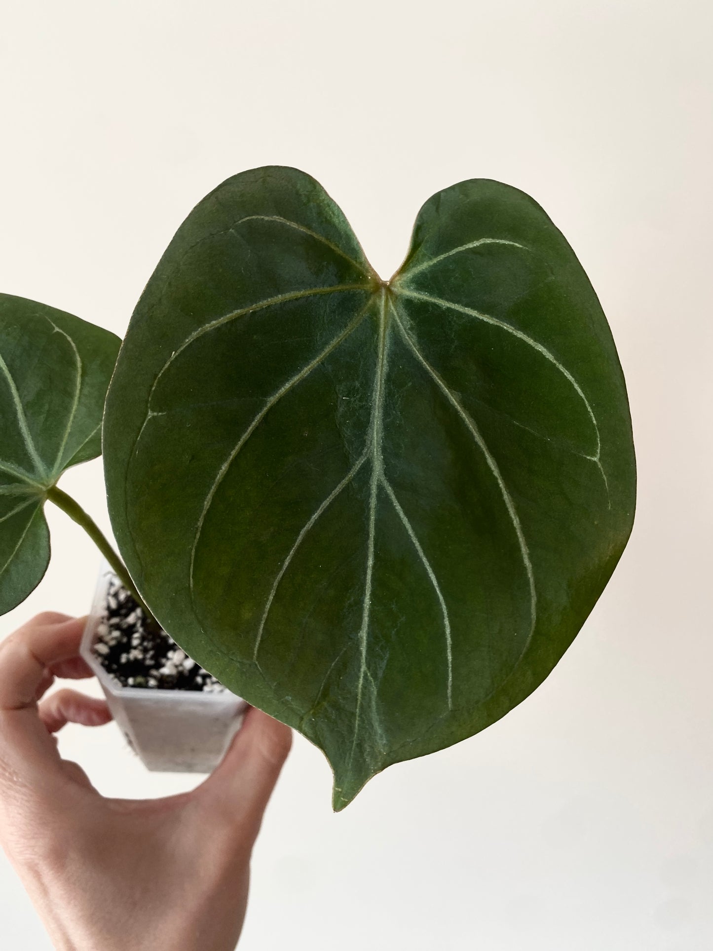 Anthurium King of Spades (KOS/HU) | 7 cm pot