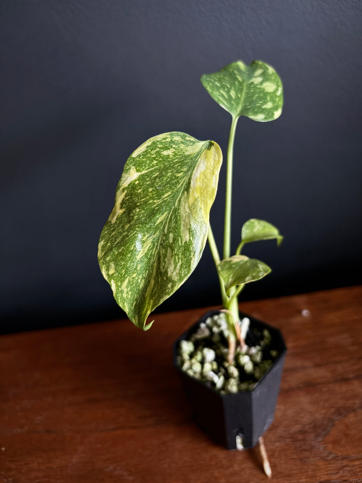 Monstera Deliciosa Electrolyte | 5 cm pot [A]