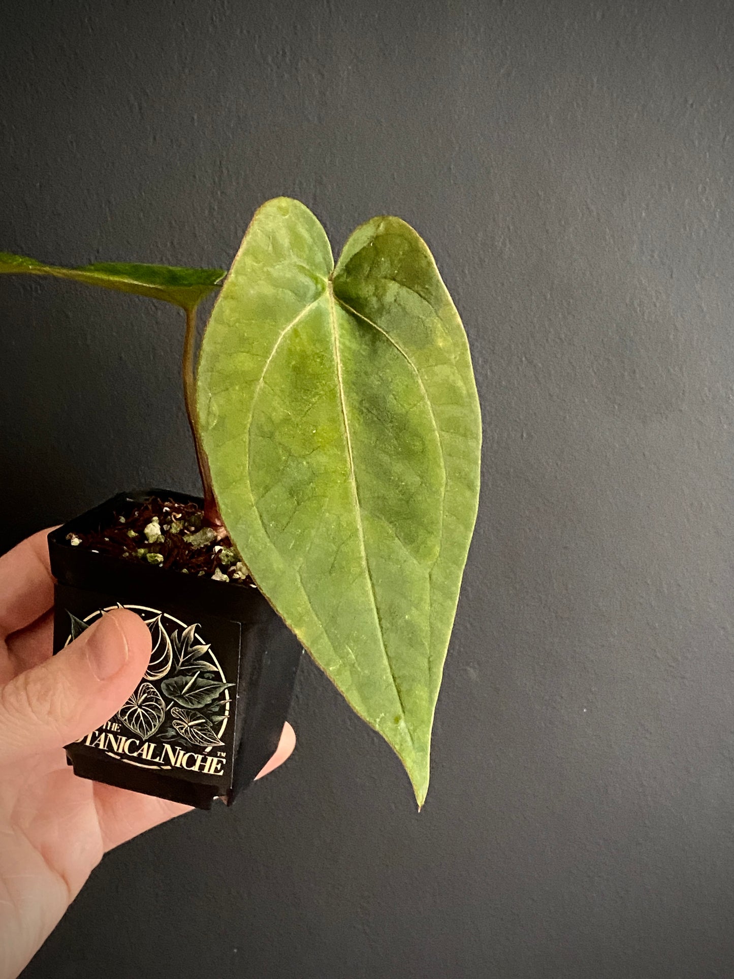 Anthurium (FTG x Fort Sherman) X (NoID Code Red x Papillaminum A+) | 6 cm pot