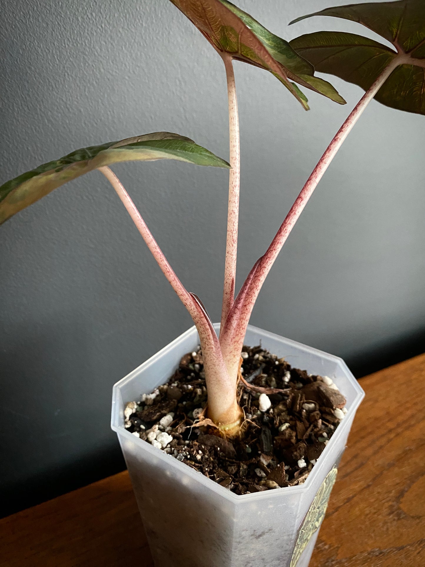 Alocasia Yucatan Princess variegated | 9 cm pot