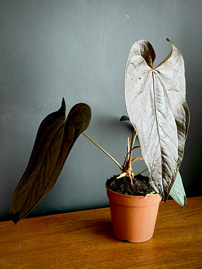 Anthurium Queen of Hearts | 12 cm pot (B)