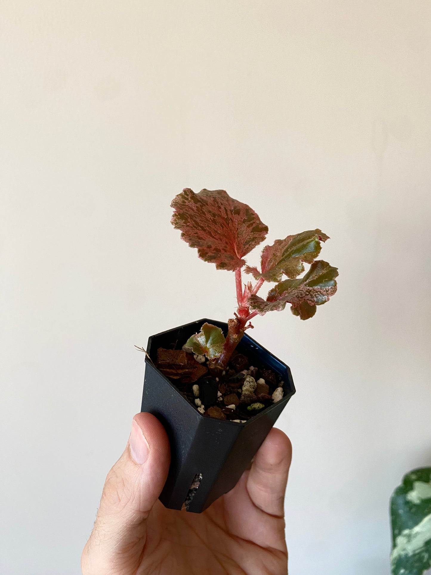 Begonia Cucullata Pink variegated | 5 cm pot