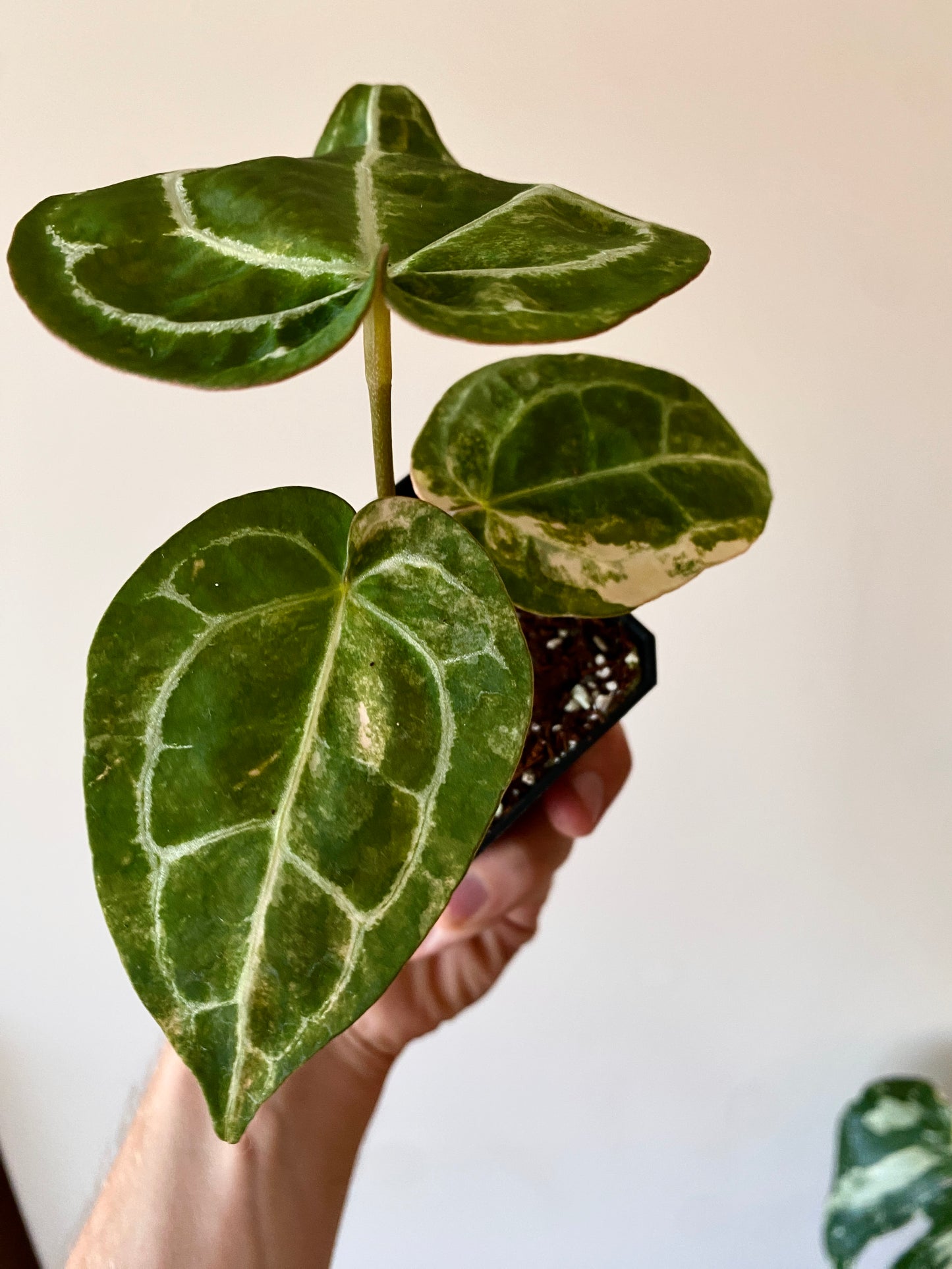 Anthurium Pap.Crystal var X Tezula Red Crystallinum | 7 cm pot [A]