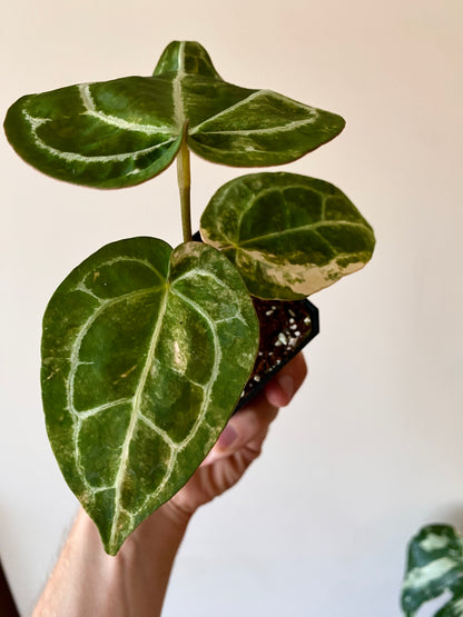 Anthurium Pap.Crystal var X Tezula Red Crystallinum | 7 cm pot [A]