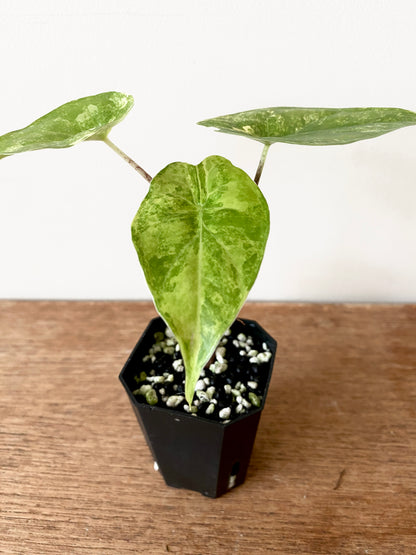 Alocasia Calidora aurea X Infernalis variegated hybrid | 5 cm pot