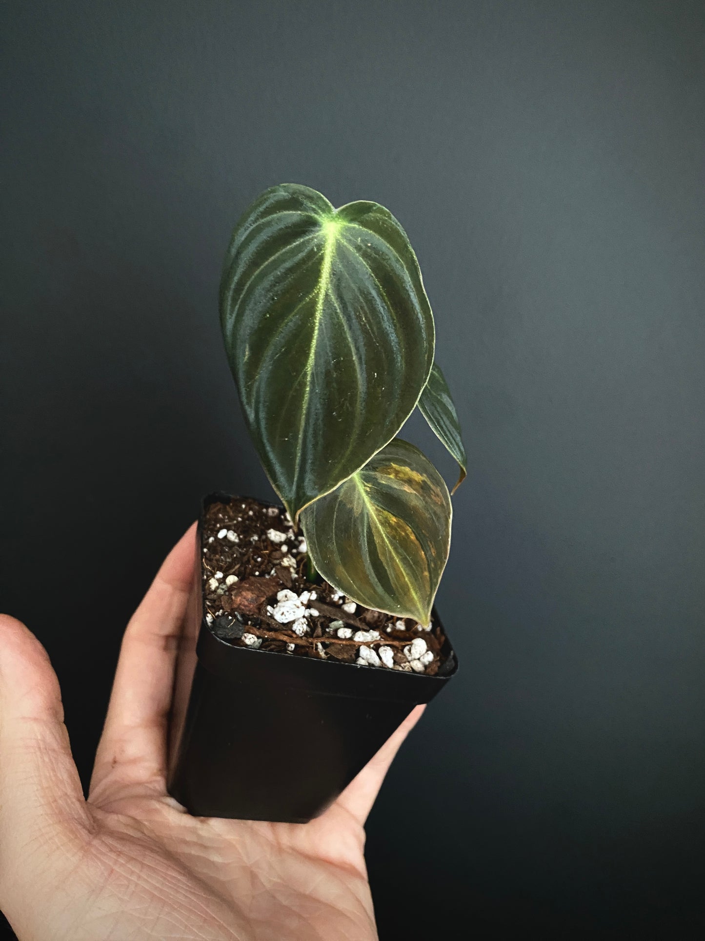 Philodendron Melanochrysum variegata | 7 cm pot