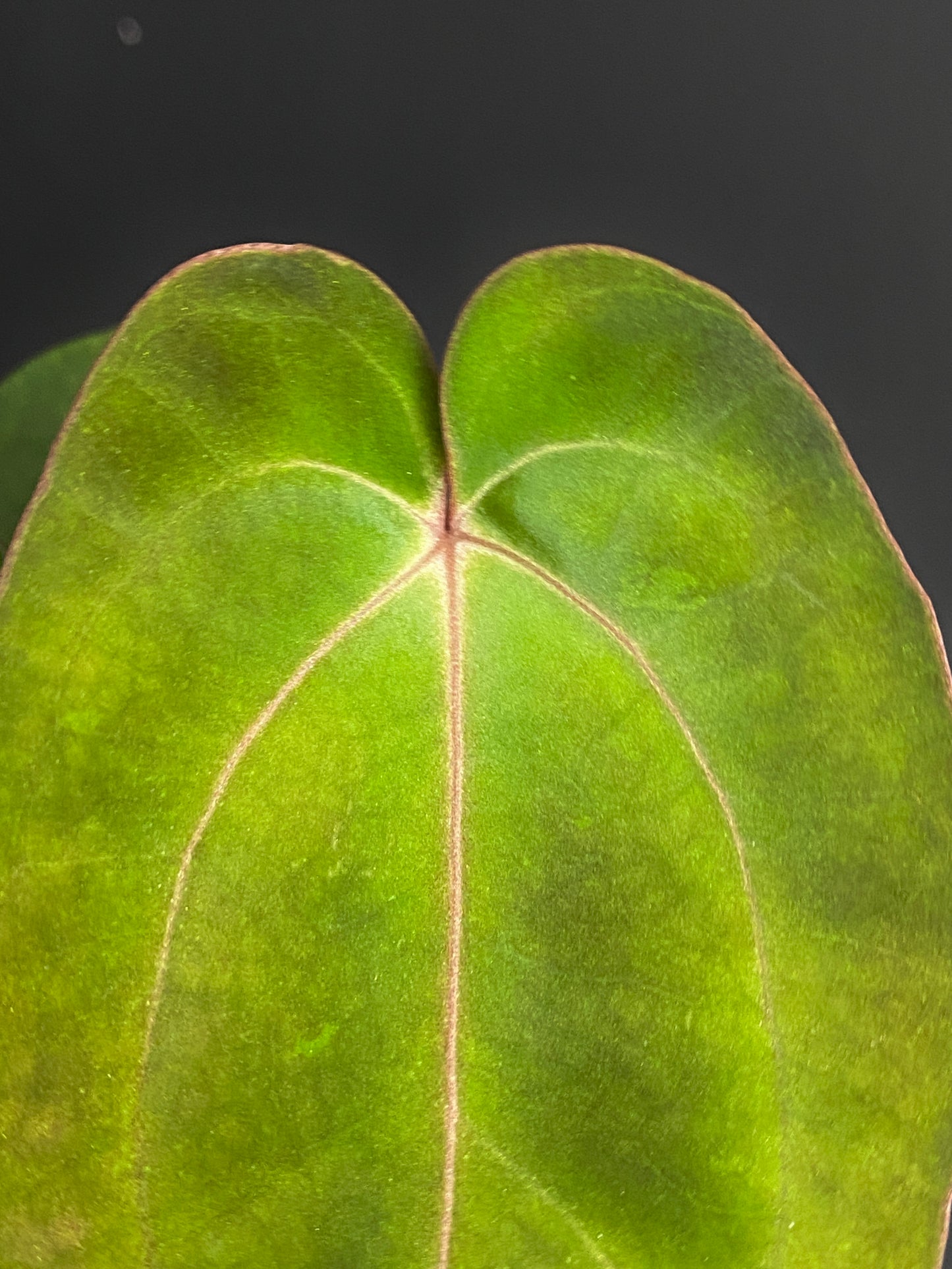 Anthurium (Carlablackiae X Dressleri RG) X (Besseae x Papillilaminum) | 7 cm pot [B]