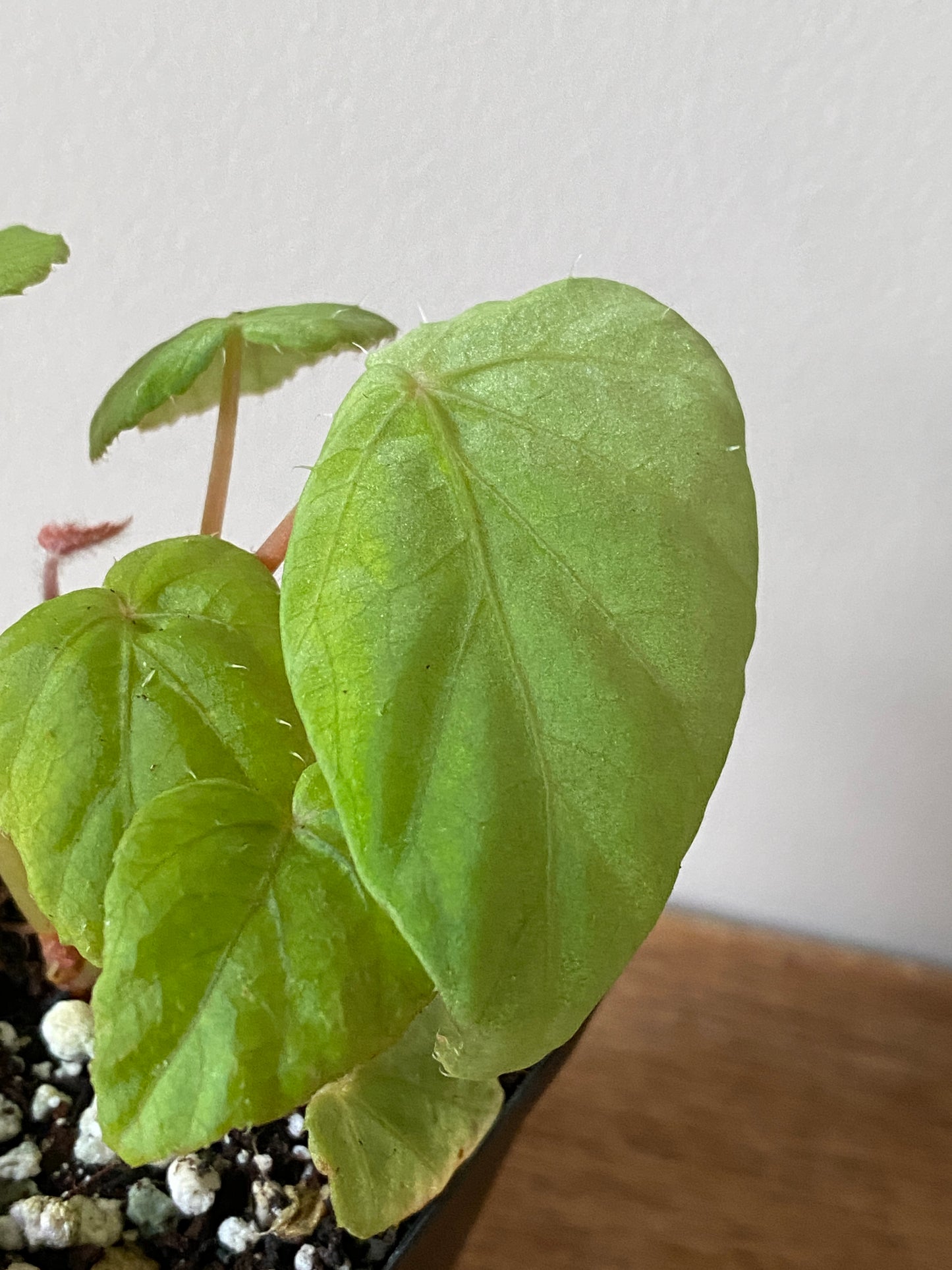 Begonia Pavonina | 6 cm pot [B]