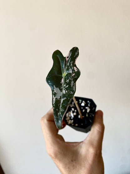 Alocasia Nobilis Pink variegata | 5 cm pot