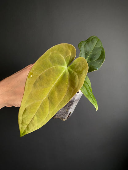 Anthurium (FTG x Fort Sherman) X (NoID Code Red x Papillilaminum A+) | 7 cm pot