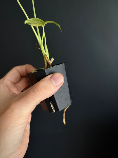Monstera Deliciosa Electrolyte | 5 cm pot [A]