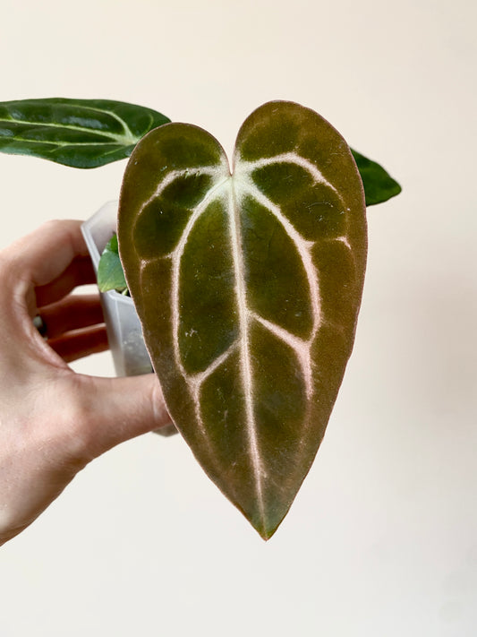 Anthurium Carlablackiae WU1 S2 | 7 cm pot [C]
