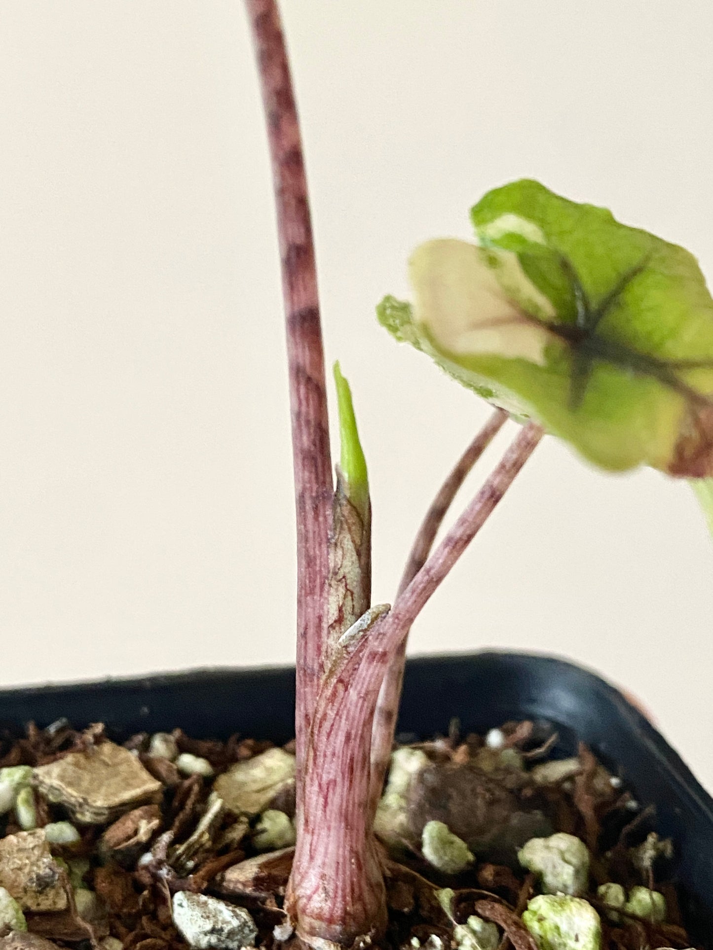 Alocasia Tandurusa 'Jacklyn' Aurea variegated | 6 cm pot