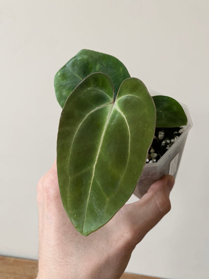 Anthurium (Carlablackiae X Dressleri RG) X (Besseae x Papillilaminum) | 7 cm pot [A]