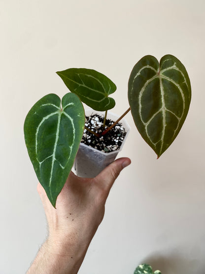 Anthurium Minahasa X (Michelle x Zara x AOS) | 7 cm pot