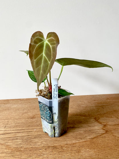 Anthurium Forgetii X Magnificum Silver | 7 cm pot