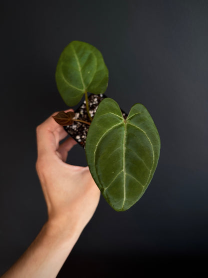 Anthurium PapCrystal x Portillae open | 6 cm pot