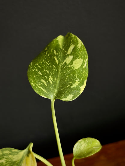Monstera Deliciosa Electrolyte | 5 cm pot [A]
