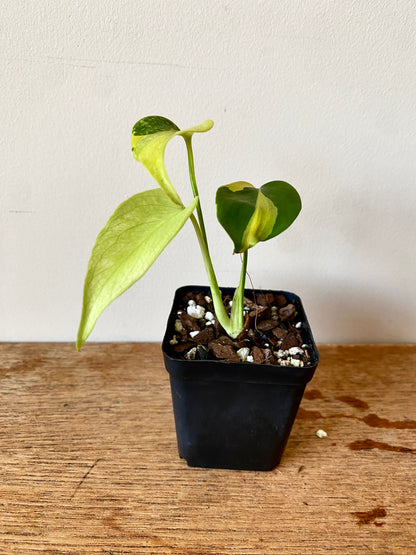 Monstera Deliciosa Electrolyte | 6 cm pot [B]