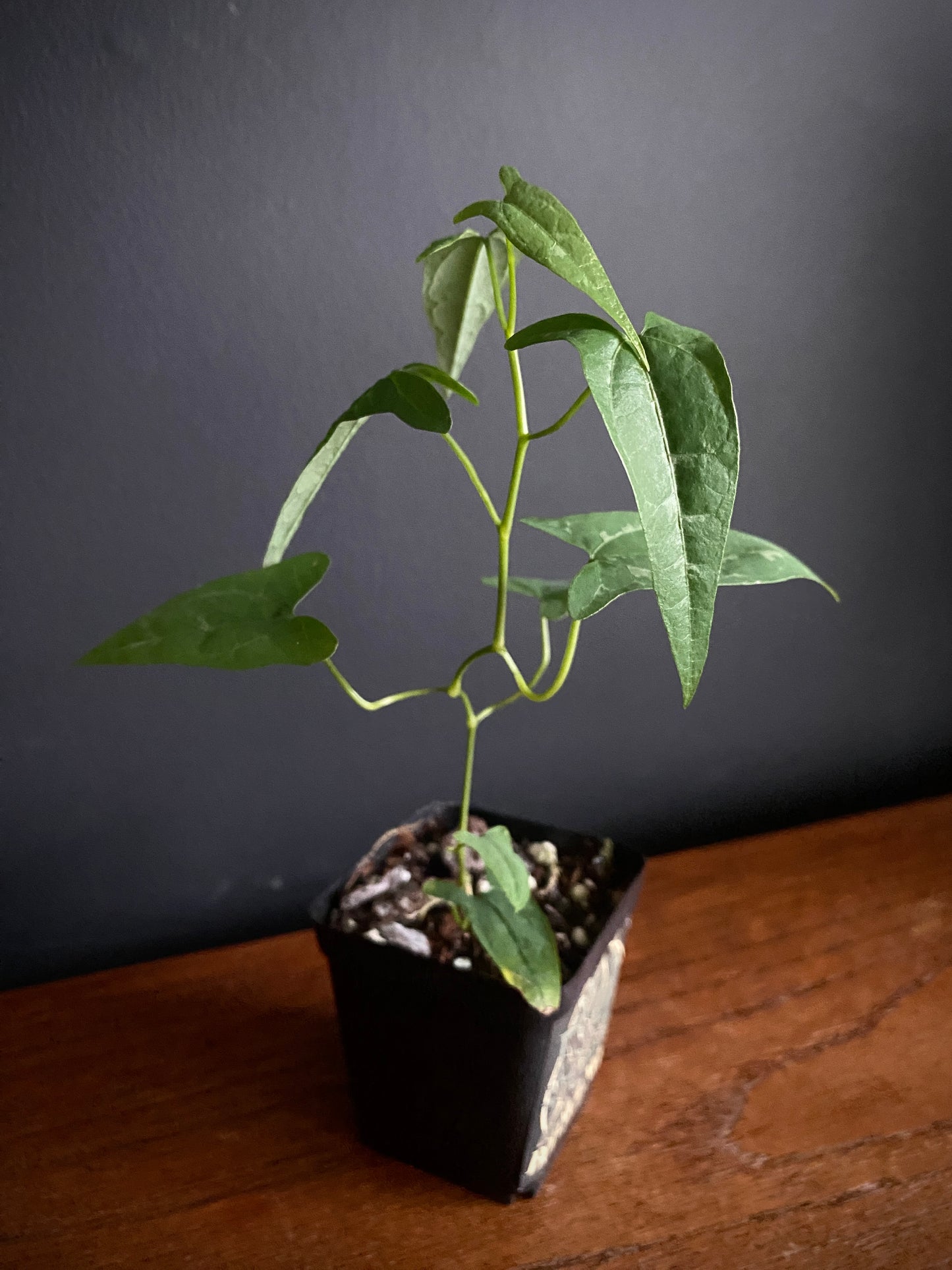 Dioscoria sp. Peru | 6 cm pot