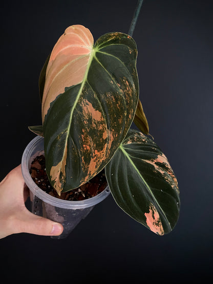 Philodendron Melanochrysum Orange variegata | 12 cm pot [B]