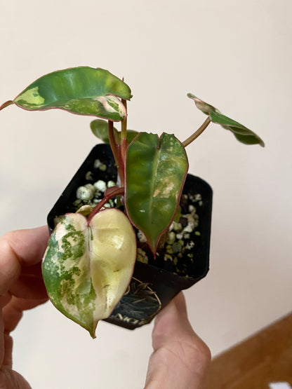 Philodendron Billietiae variegated | 7 cm pot