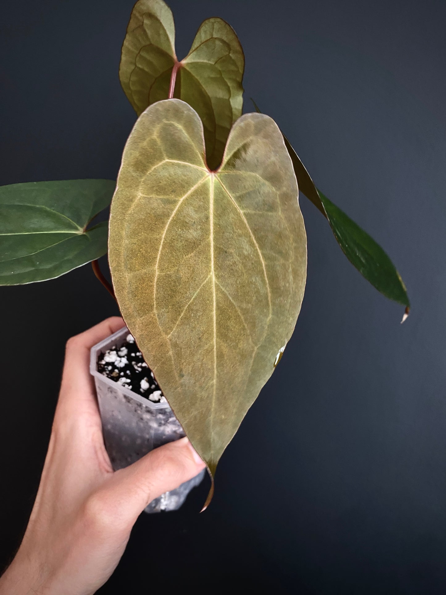Anthurium Pap var X RVDP mint variegated | 7 cm pot