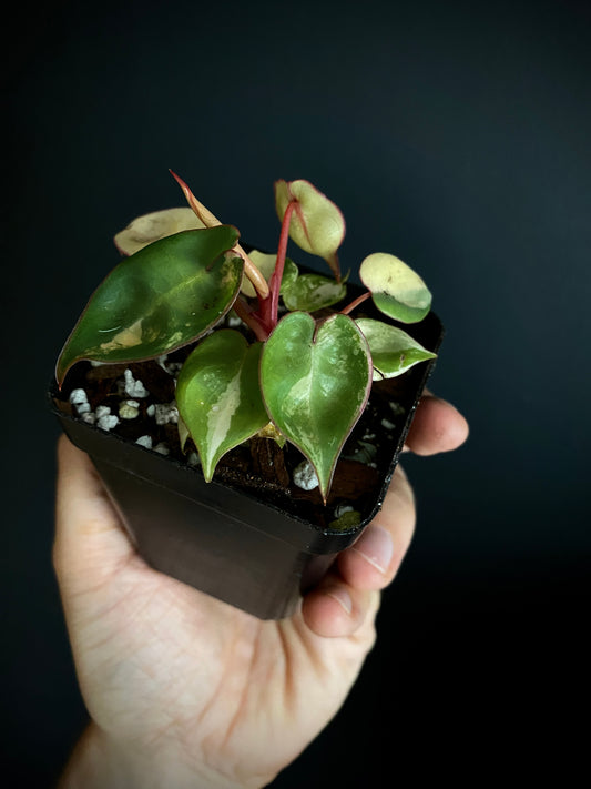 Philodendron Billietiae variegated | 7 cm pot