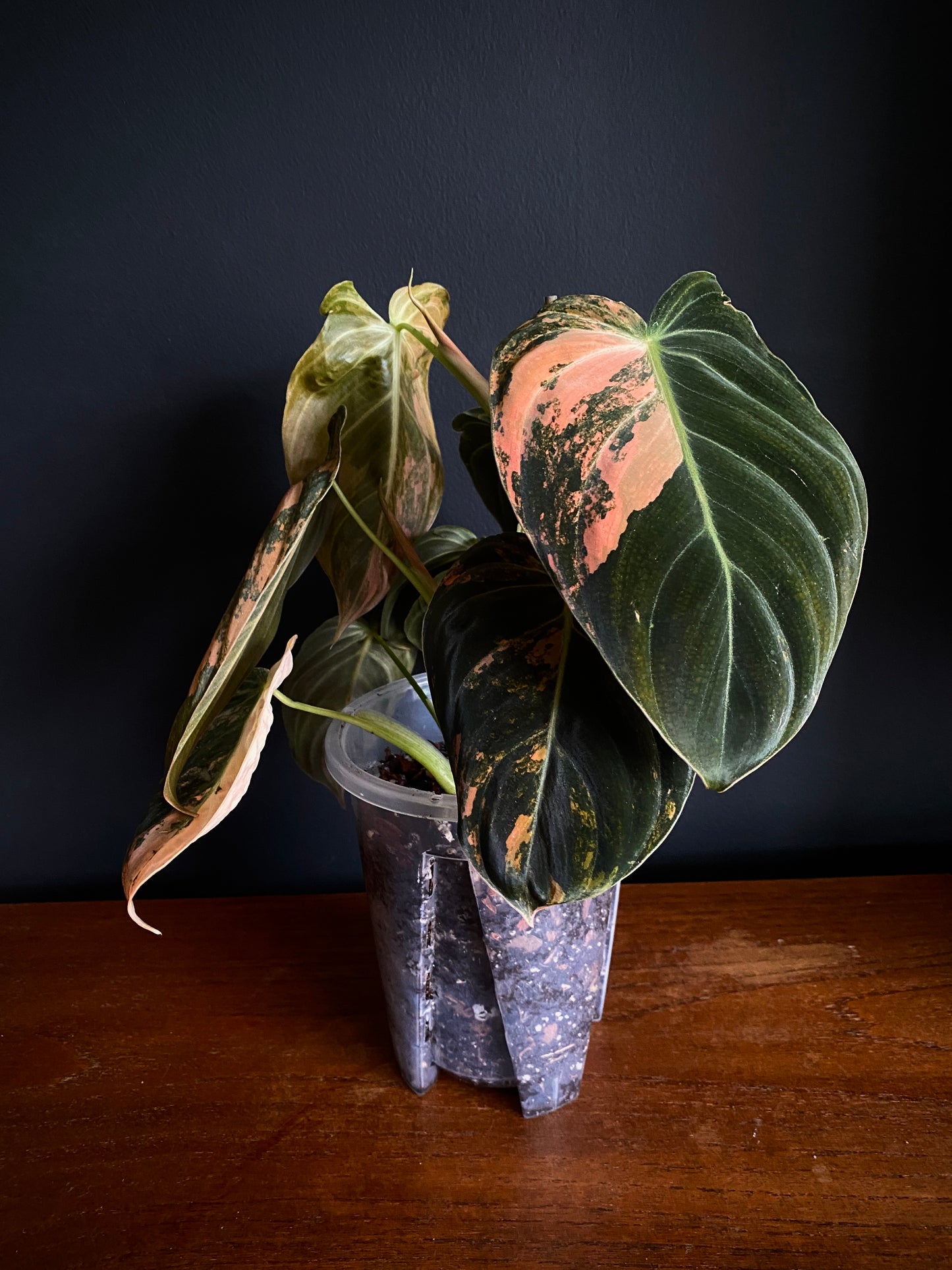 Philodendron Melanochrysum Orange variegata | 12 cm pot [A]
