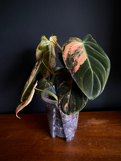 Philodendron Melanochrysum Orange variegata | 12 cm pot [A]