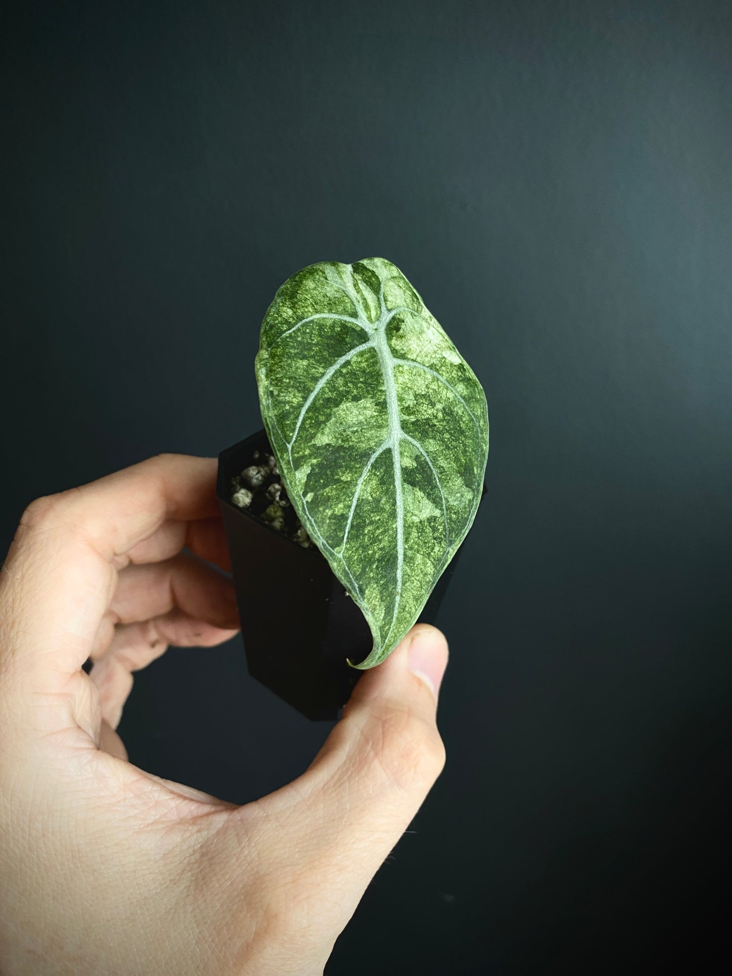 Alocasia Watsoniana doff albo/pink variegated | 5 cm pot [B]