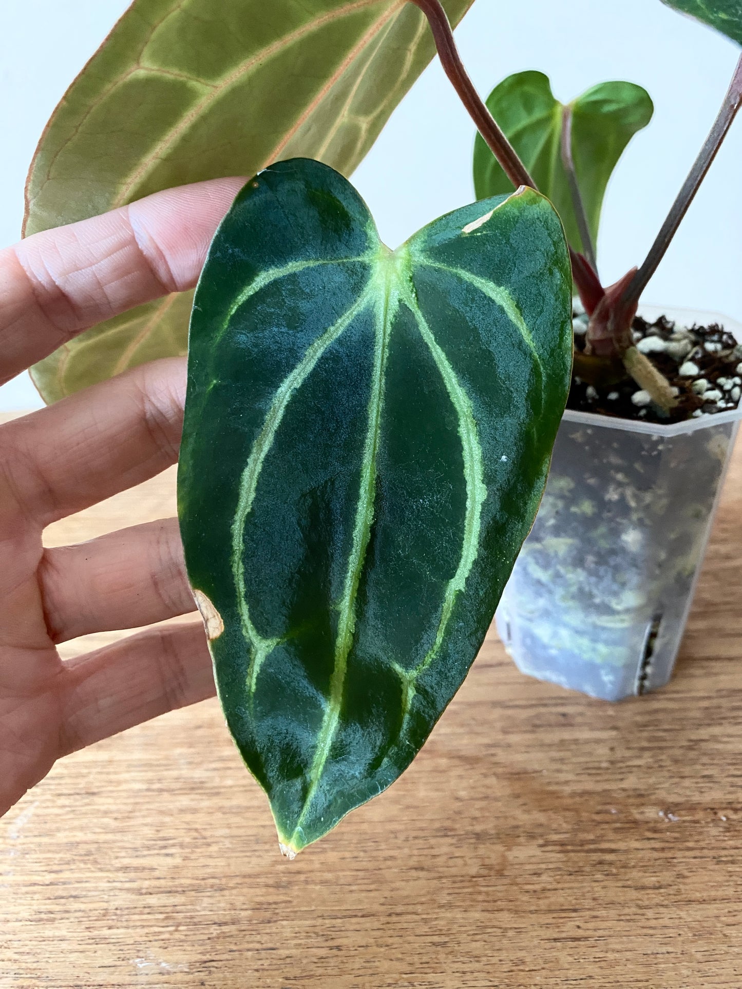 Anthurium Carlablackiae RA5xRA10 S1 | 7 cm pot